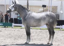 W SE ORADOR, DE Y. SANTA ELENA, ORO EN POTROS DE 2 A